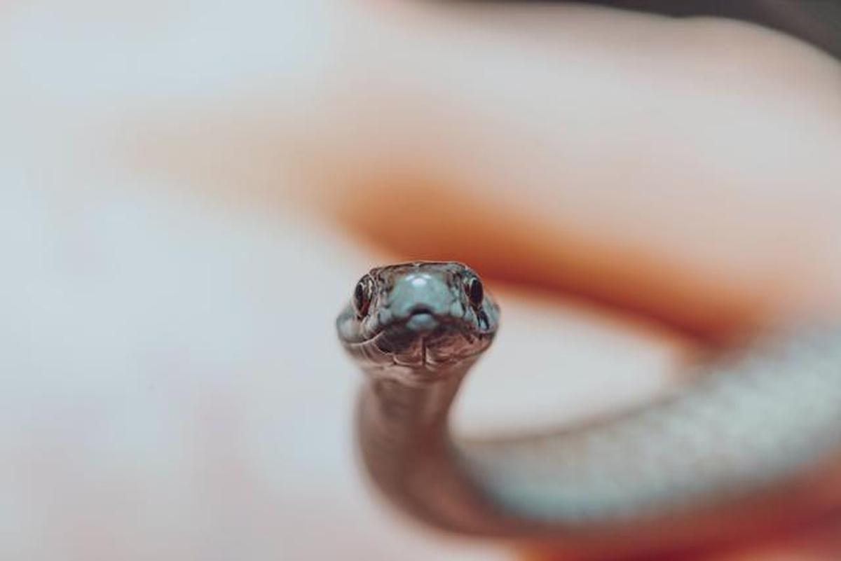 Perilaku Unik Ular saat Menyusuri Dinding Rumah, Ternyata Ada Alasannya