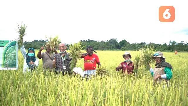 Panen Raya Padi di Berau