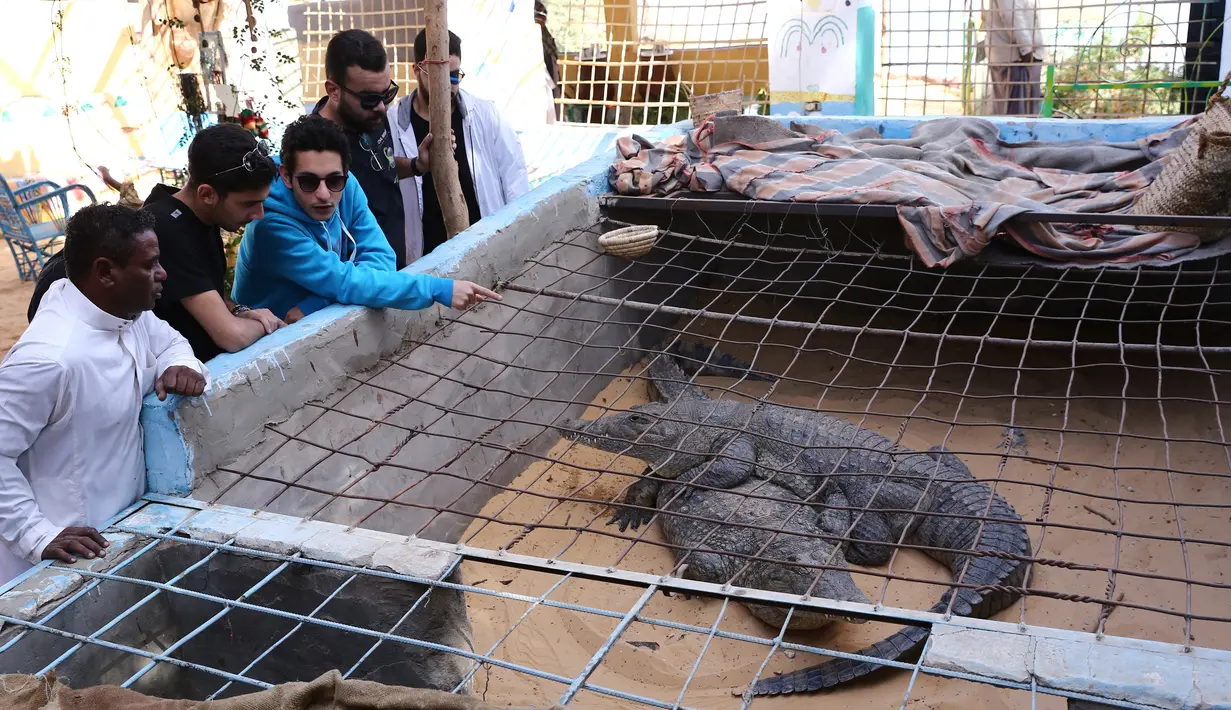 Para wisatawan melihat dua ekor buaya di Desa Nubia, Kota Aswan, Mesir (12/2/2020). Di desa tersebut, wisatawan dapat berswafoto dengan buaya hidup berukuran sangat besar. (Xinhua/Ahmed Gomaa)