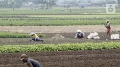 Petani memanen sayuran di Tangerang, Banten, Kamis (8/7/2021). Program Kredit Usaha Rakyat (KUR) sektor pertanian dirasakan manfaatnya oleh petani. (Liputan6.con/Angga Yuniar)
