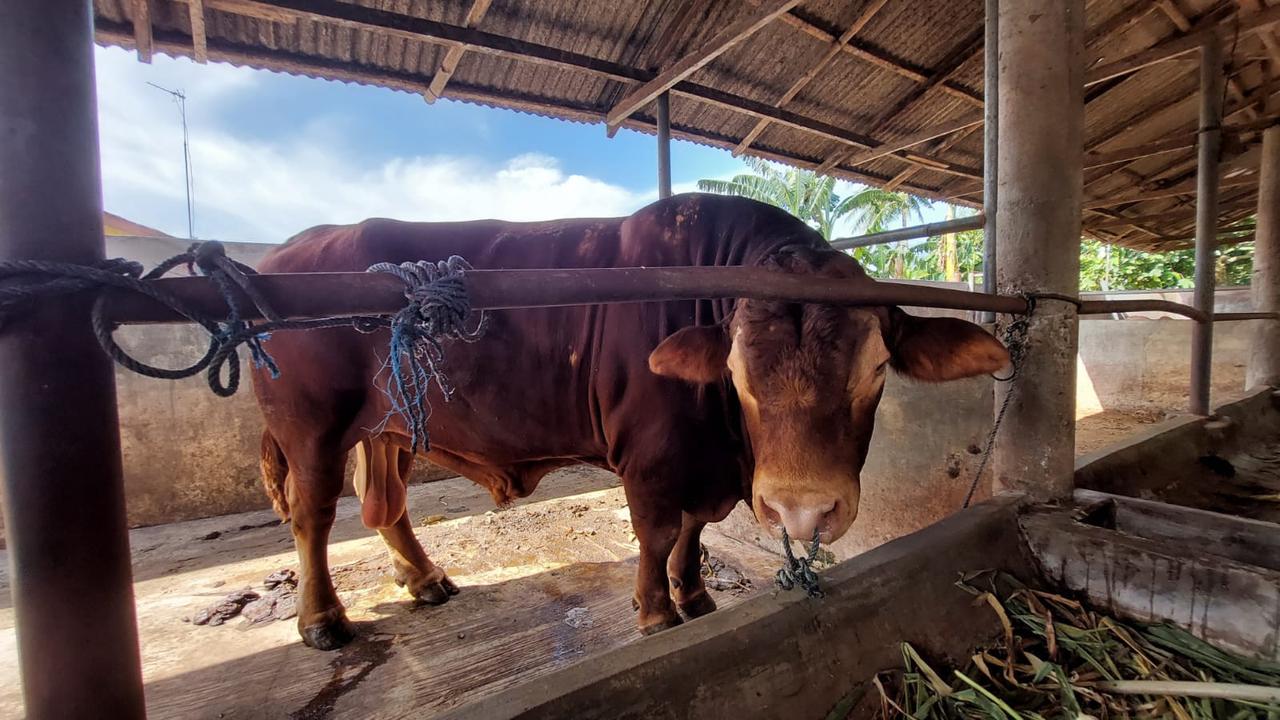 Sapi Limosi Milik Jokowi
