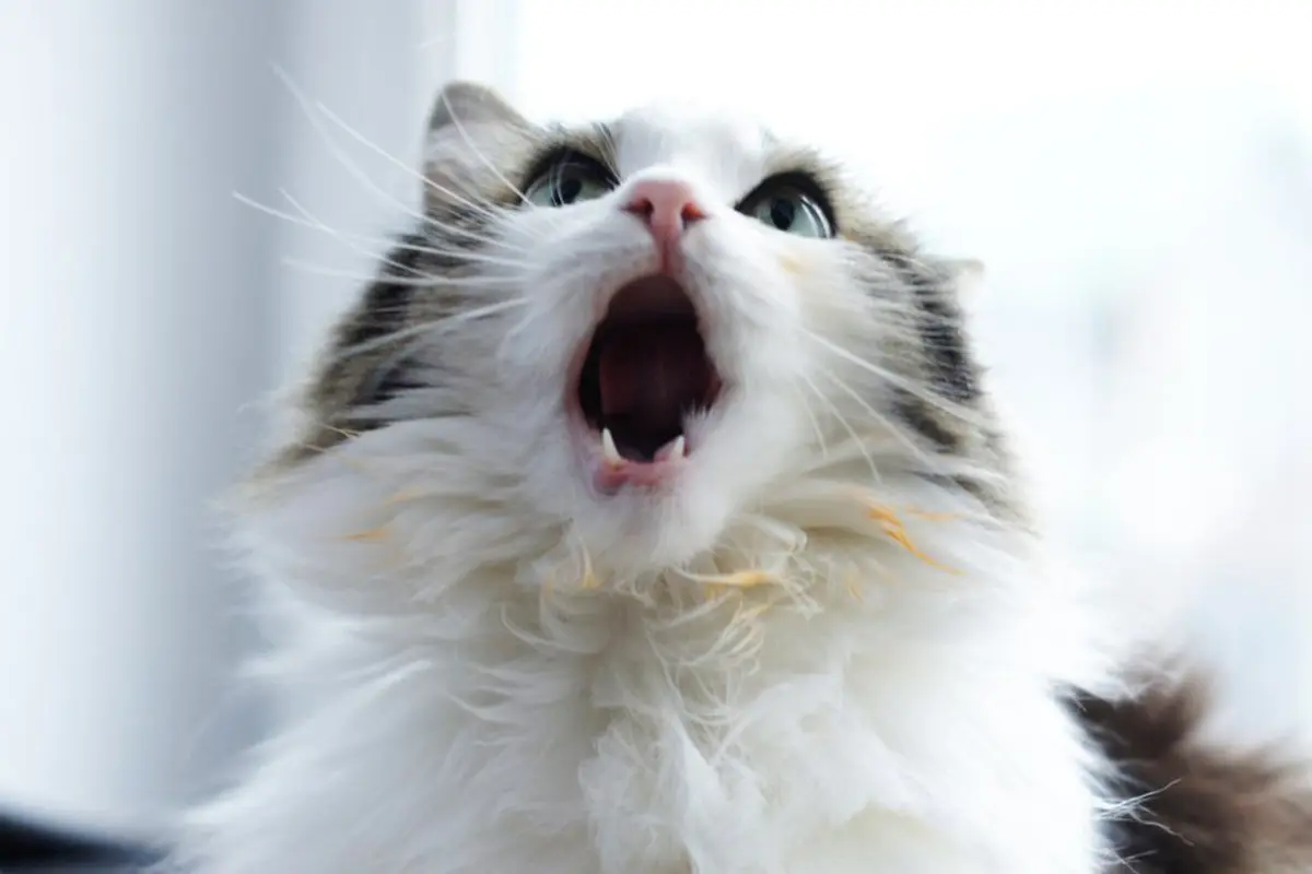 Gemas, Kucing Ini Bisa 'Bernyanyi'
