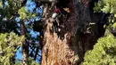 Para pendaki menuruni pohon berusia 2.200 tahun yang menjulang tinggi itu dengan membawa kabar baik pada hari Selasa. (AP Photo/Terry Chea)