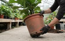 8 Cara Merawat Pot Plastik Tanaman agar Tidak Mudah Pecah, Cegah Rusak Sejak Awal
