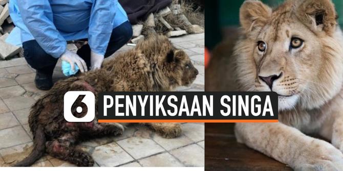 VIDEO: Disiksa untuk Mencari Uang, Akhirnya Anak Singa ini diselamatkan