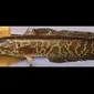 Northern snakehead atau ikan gabus utara. (Dok. Survei Geologi Amerika Serikat)