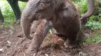 Bayi gajah sumatera yang lahir di Taman Nasional Tesso Nilo, Riau. (dok. Balai TNTN)