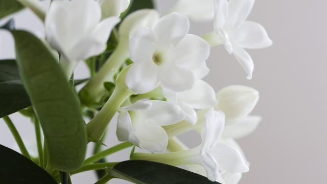 Bunga melati (iStockphoto)