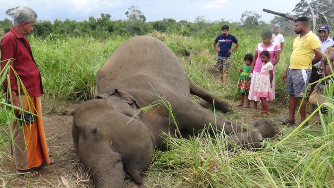Penduduk desa berdiri melihat mayat gajah yang sedang berbaring di ladang dekat desa Sigiriya, sekitar 177 km utara ibukota Kolombo (27/9/2019). Kabarnya, hampir 200 gajah sudah terbunuh setiap tahunnya di Sri Lanka. (AFP/STR)