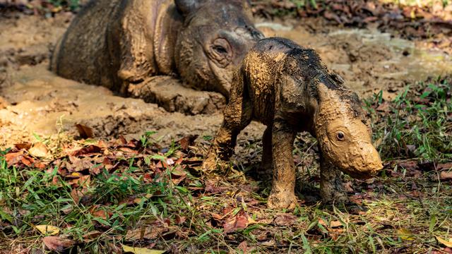 Bayi Badak Sumatera Lahir di Taman Nasional Way Kambas, Disorot Media Internasional