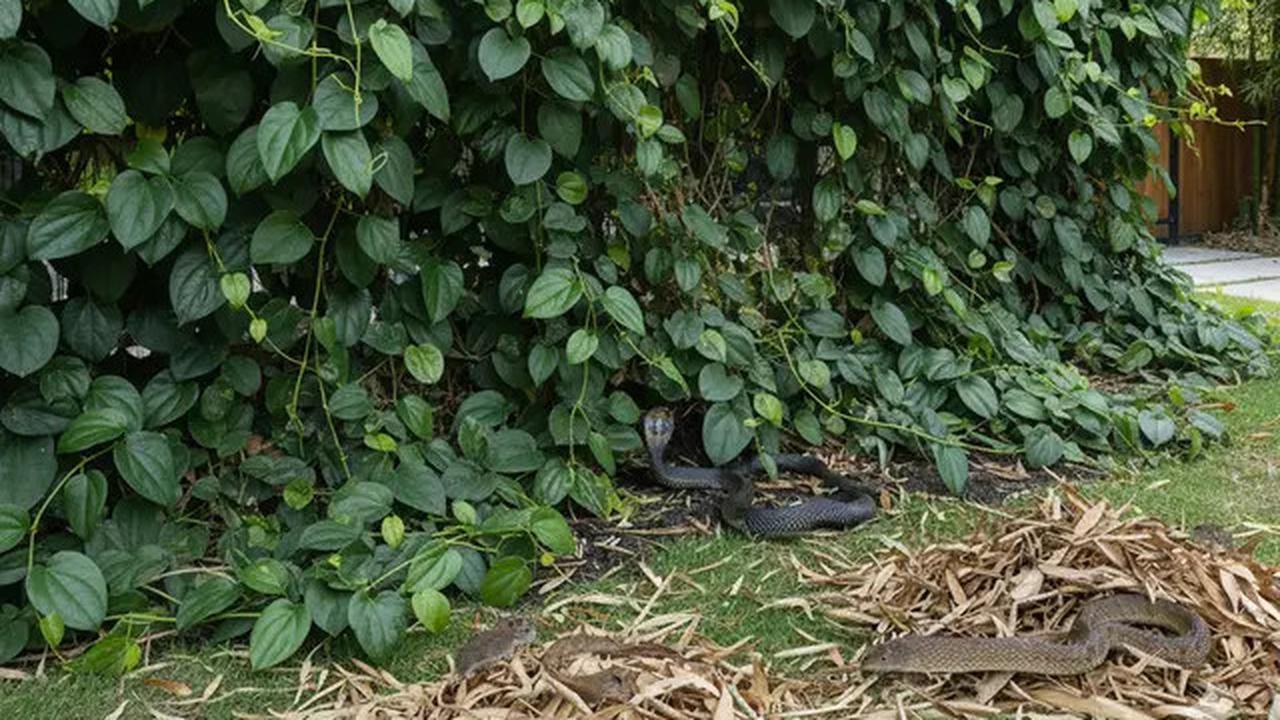 7 Kesalahan di Kebun yang Bisa Mengundang Ular Kobra ke Rumah