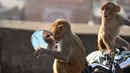 Seekor monyet bereaksi saat memandangi bayangan dirinya sendiri dari kaca spion sepeda motor milik pengunjung kuil di Jaipur, negara bagian Rajasthan, India, 16 Desember 2016. (AFP PHOTO/DOMINIQUE Faget)