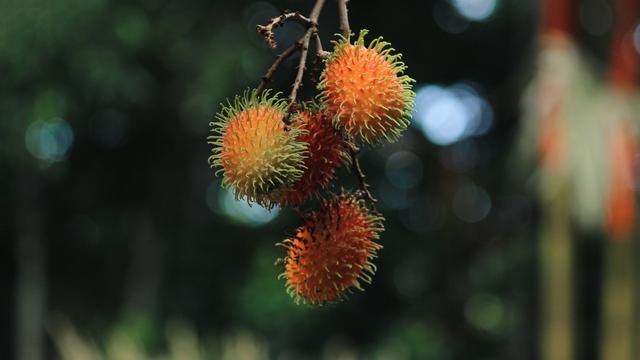 Ilustrasi buah rambutan