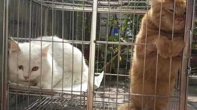 Kucing Ogah Dijodohin