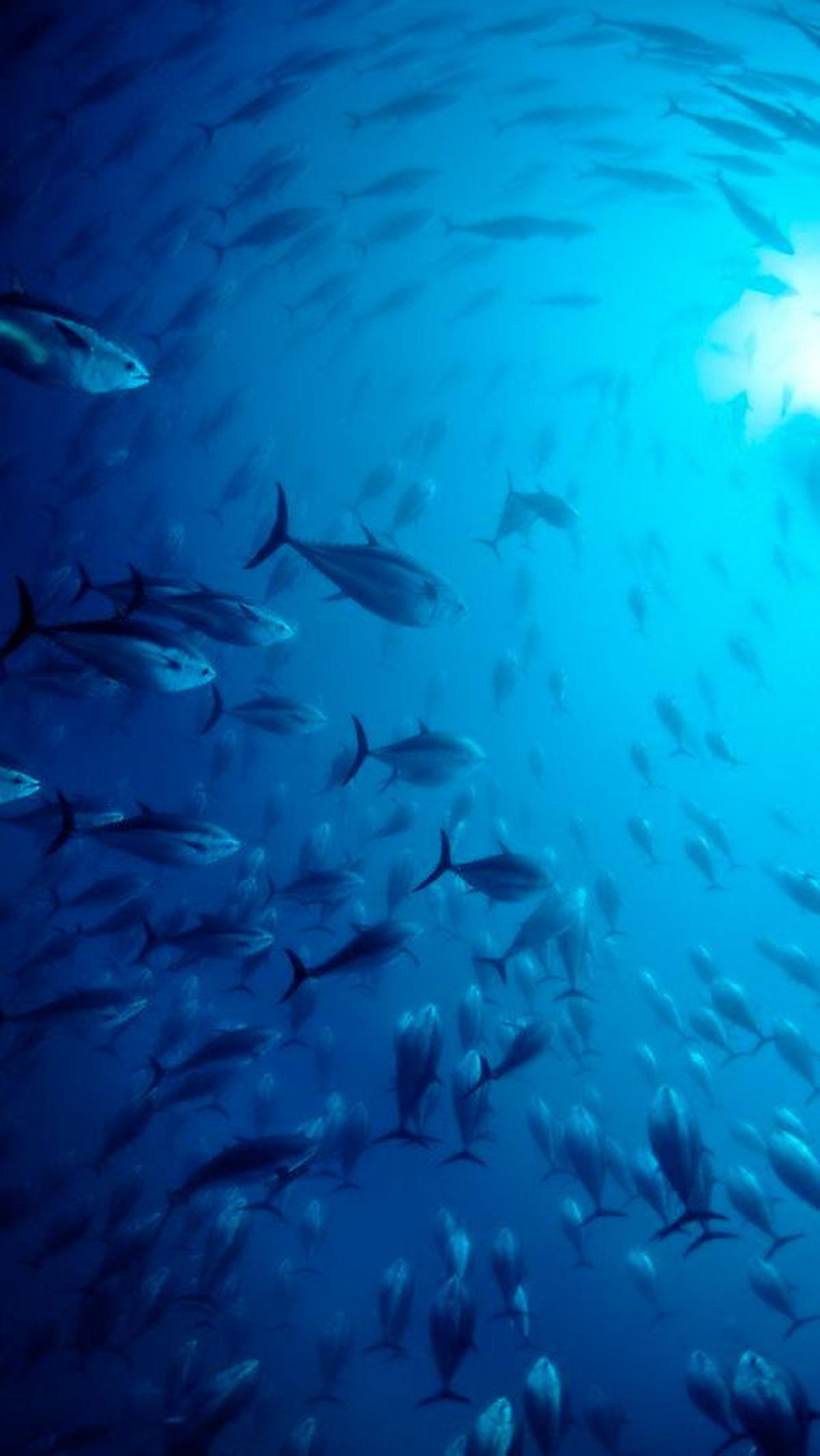 Biru