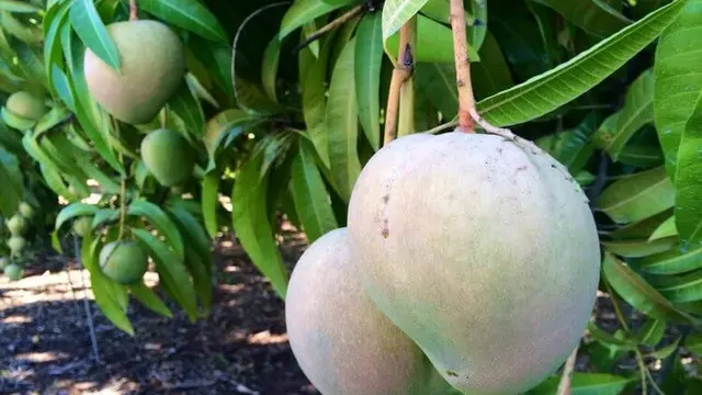 Mangga Wilayah Utara (Sumber foto: thelistli.com)