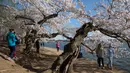 Orang-orang mengunjungi pohon sakura yang mekar penuh di Tidal Basin, Washington, Minggu (22/3/2020). Karena virus corona, otoritas National Mall and Memorial Parks meletakkan papan tanda peringatan kepada wisatawan untuk tetap menjaga jarak sosial antar pengunjung. (AP/Jacquelyn Martin)