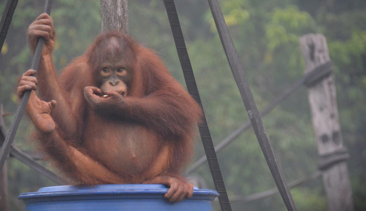 Aktivitas orangutan di pusat rehabilitasi Nyaru Menteng, Kalimantan Tengah, Selasa (17/9/2019). Belasan orangutan yang sedang direhabilitasi terserang infeksi saluran pernapasan akut (ISPA) akibat kabut asap dalam beberapa pekan terakhir. (Handout/Borneo Orangutan Survival Foundation/AFP)