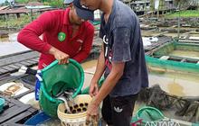 Metode Keramba Jaring Apung Dongkrak Produksi Ikan Keramba Kaltim hingga 99 Ribu Ton