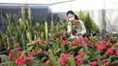 Peniliti wanita dari Pyongyang Floriculture Institute meneliti dan membudidayakan kaktus dan bunga di Pyongyang, Korea Utara, DPRK (14/12/2020). (AP Photo / Jon Chol Jin)