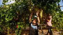 Petani memanen buah anggur di sebuah pertanian di Kota Gaza, Palestina, Selasa (6/8/2019). Anggur menjadi hasil pertanian kedua terbesar di Palestina, setelah zaitun. (Mohammed ABED/AFP)