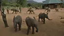 Anak-anak gajah menghampiri para penjaga yang memanggilnya di Reteti Elephant Sanctuary, Namunyak Wildlife Conservancy, Kenya, Rabu (26/2/2020). Masyarakat di sini merawat anak-anak gajah yang ditinggalkan atau yatim piatu. (TONY KARUMBA/AFP)