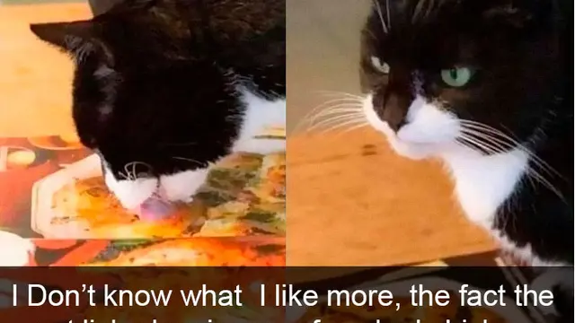 7 Snapchat Kocak Kucing Ini Bakal Buatmu Tersenyum Melihatnya