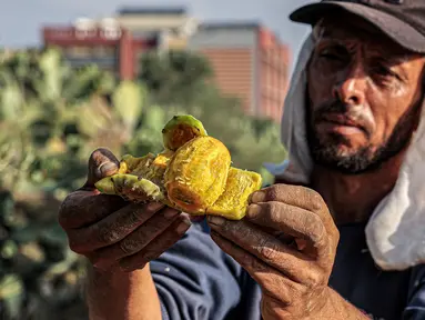 Seorang petani mengupas buah pir berduri yang baru dipetik di sebuah kebun di Khan Younis, Jalur Gaza selatan, Palestina, Rabu (12/7/2023).  (SAID KHATIB/AFP)