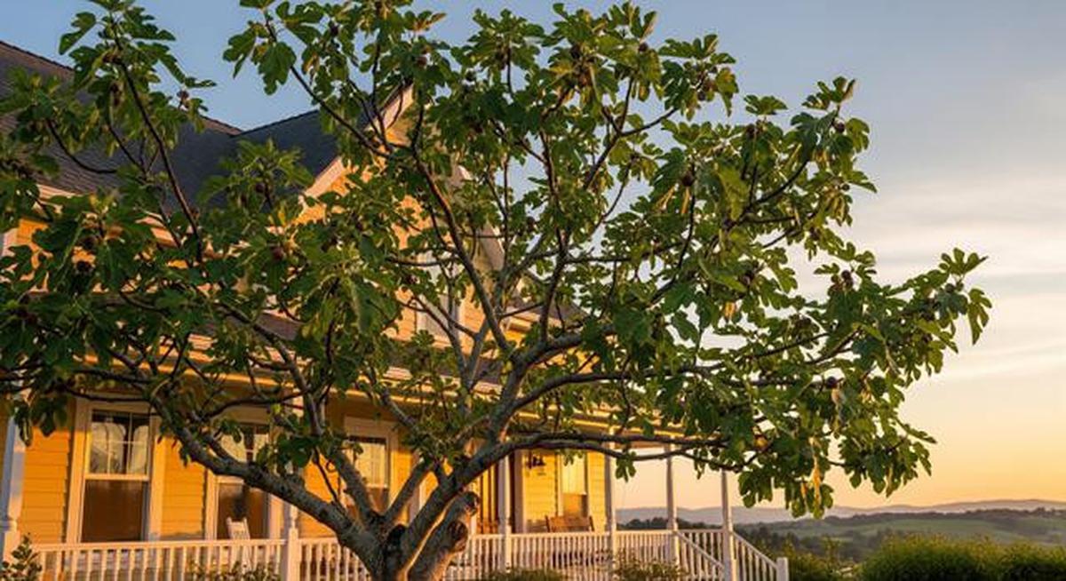 8 Jenis Pohon Buah Tahan Kemarau untuk Pekarangan Rumah, Tetap Panen di Musim Kering