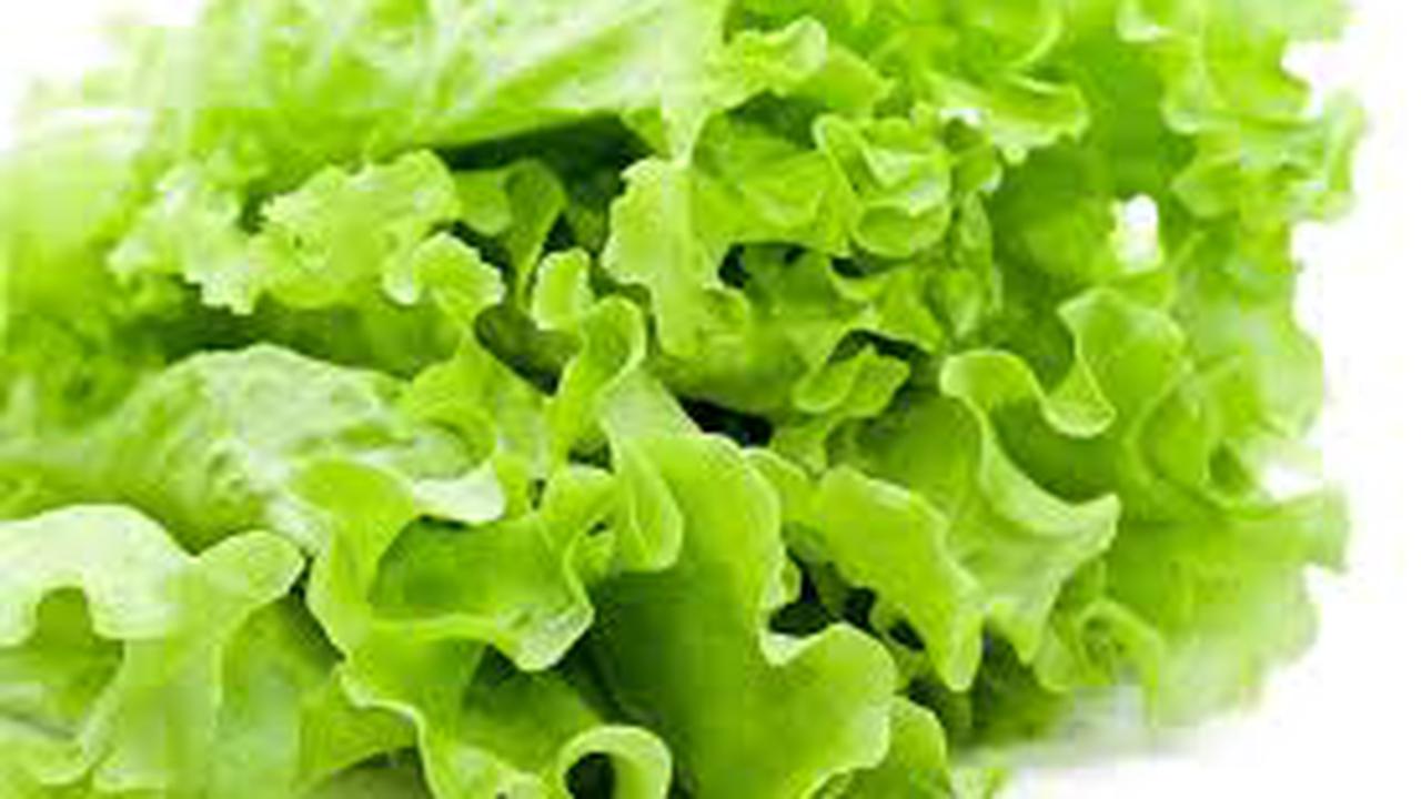 Resep Menu dari Bahan Selada Air