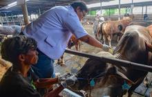 FOTO: Pemeriksaan Kesehatan Hewan Kurban Jelang Iduladha 2025