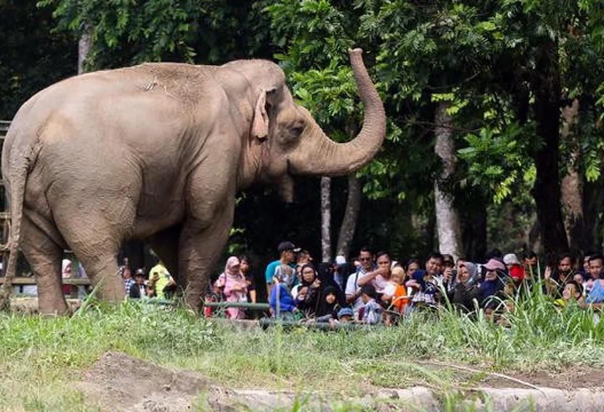 Libur Natal 2025, Pengunjung Ragunan Diprediksi Tembus 50 Ribu Hari Ini