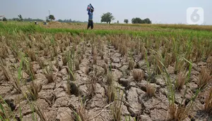 Dunia Hadapi Super El Nino, Harga Beras hingga Kopi Bisa Melonjak 100%