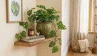 10 Tanaman Hias Minimalis Favorit untuk Ruangan Sempit, Bikin Sudut Rumah Lebih Hidup