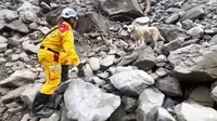 Misi pencarian korban gempa Taiwan oleh anjing penyelamat. (Dok. Pemadam Kebakaran Hualien via AFP)