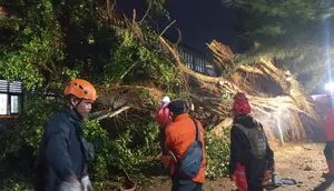 Pohon Tumbang Hantam Rumah hingga Belasan Kendaraan di Sukabumi