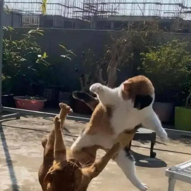 7 Momen Kocak Kucing Kalau Lagi Berantem Ini Kadang Bikin Geleng Kepala