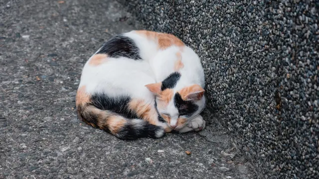 Kucing Berguling
