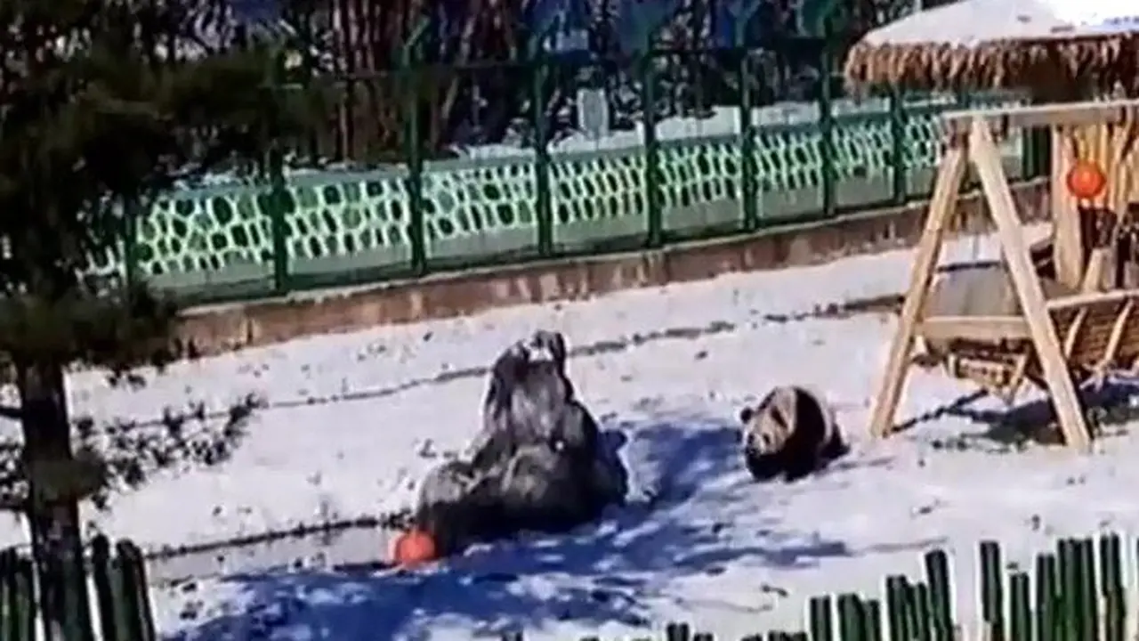 Panda Main Salju