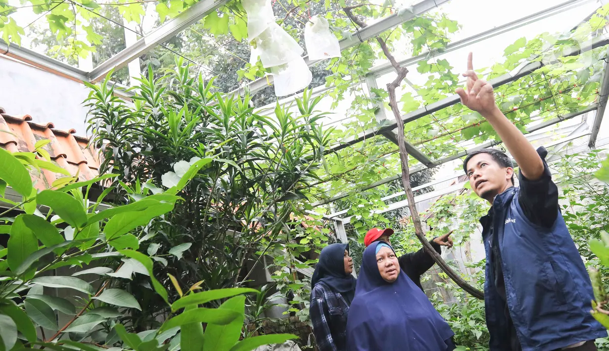Anggota Komunitas Anggur Jakarta (KAJ) mendengarkan penjelasan saat kegiatan Akademi Urban Farming di Arga Urban Farming Kawasan Pancoran, Jakarta, Selasa (16/5/2023). (Liputan6.com/Herman Zakharia)