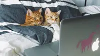 7 Foto-Foto Kucing Super Kocak, Banyak Gaya tapi Bikin Gemas(@anyagrapes/instagram.com)
