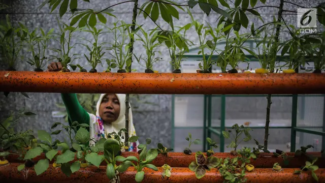 Balkot Farm, Percontohan Pertanian Perkotaan di Area Perkantoran