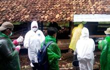 Puluhan Hewan Ternak di Gunungkidul Mati Diduga Terjangkit Antraks