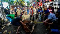 Sejumlah petugas menyiapkan sapi kurban yang akan disembelih. (merdeka.com/Arie Basuki)