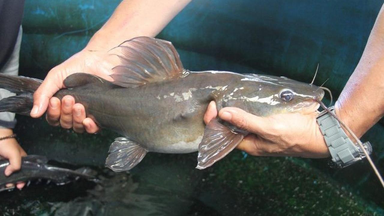 Ikan Baung