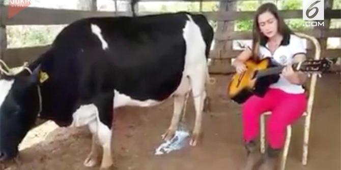 VIDEO: Unik, Sapi Keluarkan Susu Saat Dengar Suara Gitar