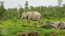Gajah Sumatera sedang mencari makan di Sebokor, Ogan Komering Ilir, Sumatra Selatan, (25/3). Selain masuk daftar merah spesies yang terancam punah, Gajah Sumatra juga masuk dalam satwa dilindungi menurut UU No 5 Tahun 1990. (Liputan6.com/Gempur M Surya)