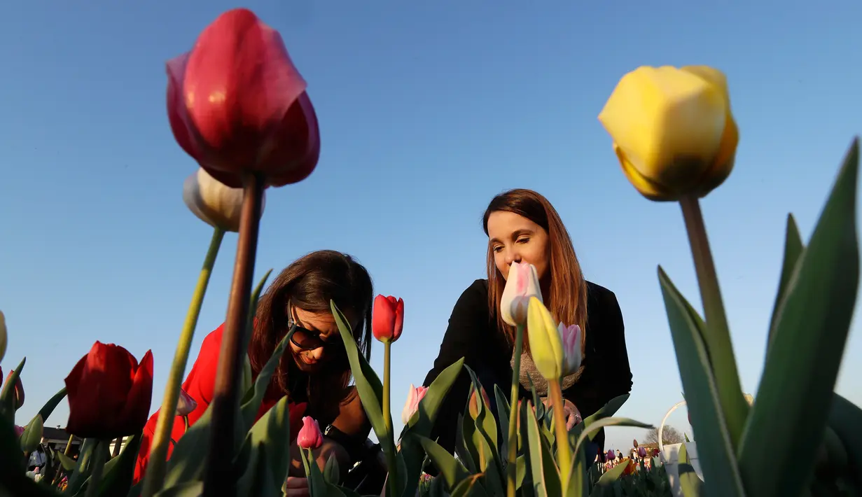Pengunjung memetik bunga tulip di Cornaredo, Italia, (29/3). Lahan berisikan bunga tulip ini merupakan tempat penanaman pertama di Italia. Taman bunga tulip ini dibuka pada tanggal 28 Maret. (AP/Antonio Calanni)