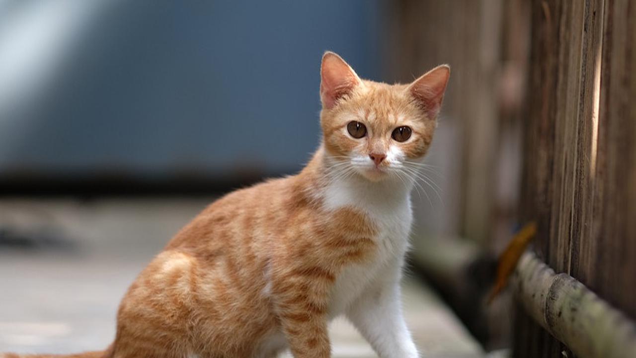 Mitos Dicakar Kucing yang Sering Dipercaya, Pertanda Musibah