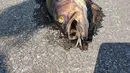 Bangkai ikan mengotori jalan-jalan di Interstate 40, North Carolina pada 22 September 2018. Beberapa dari ribuan ikan itu cukup besar dan juga menyebabkan jalan berbau menyengat. (Penderlea Fire Department via Facebook)